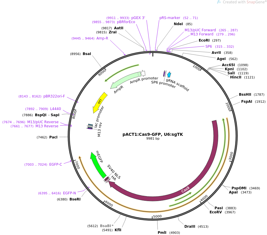pACT1Cas9-GFP, U6sgTK质粒图谱
